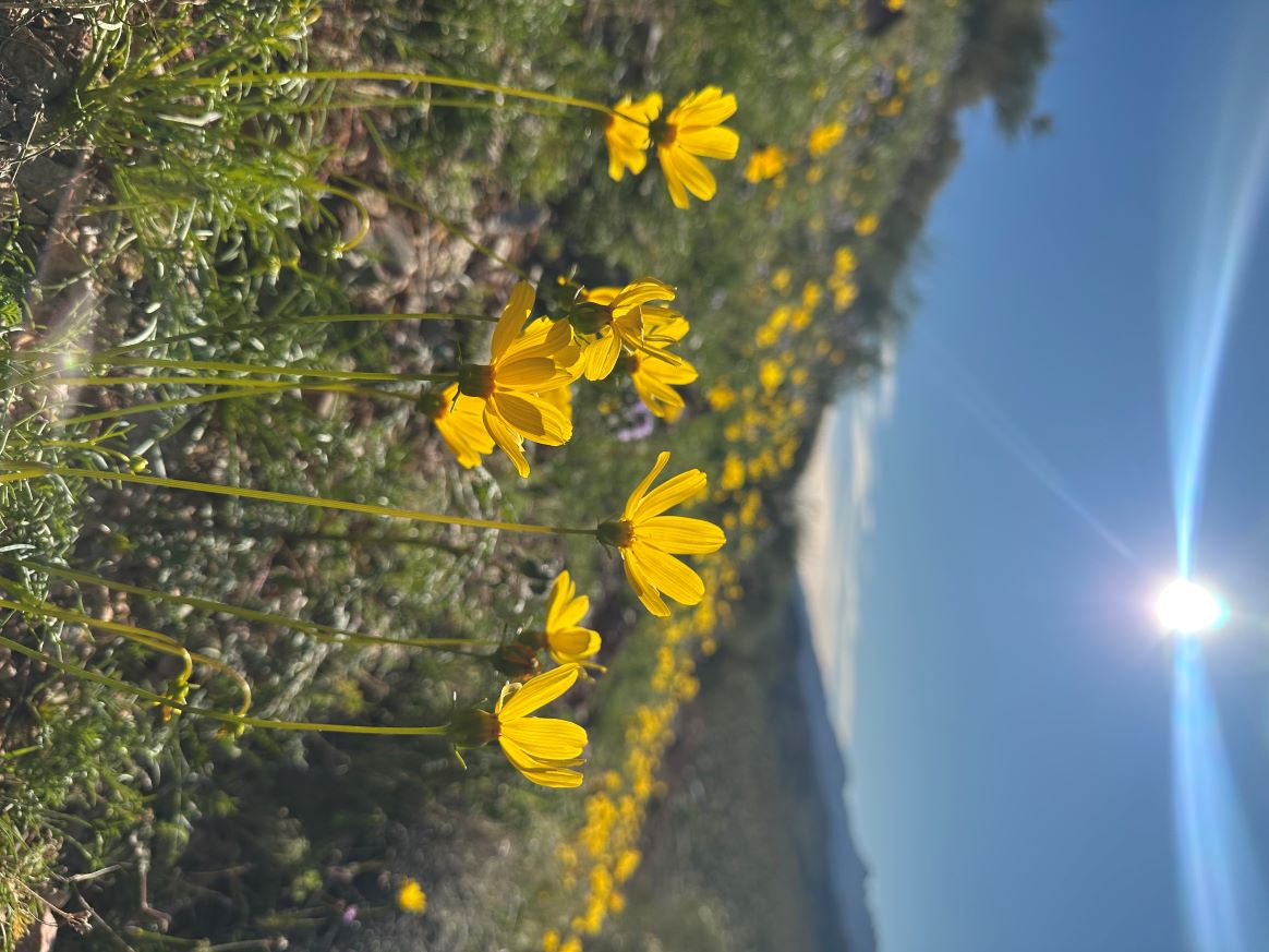 Coreopsis at Red Rock Canyon Desert State Park, January 2026 Coreopsis at Red Rock Canyon Desert State Park, January 2026